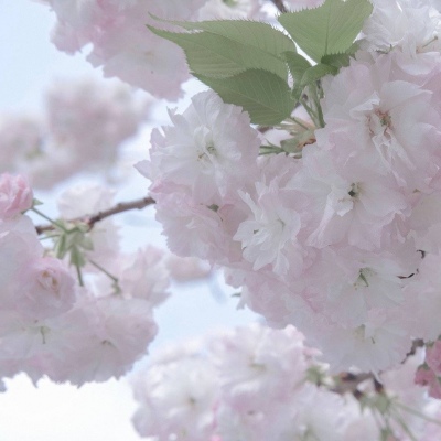 Furry插画手绘教程FurryQQ群